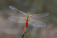 /album/foto-adriano/libellula-freccia-rossa-jpg/